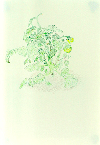 夏野菜